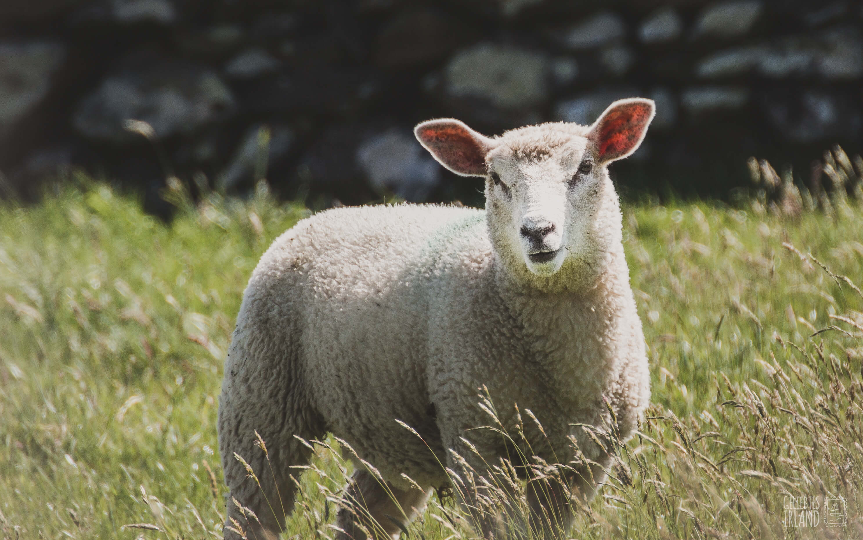 Schaf und fünf Einsteiger Tipps für die erste Irland Reise von geliebtes Irland tiny