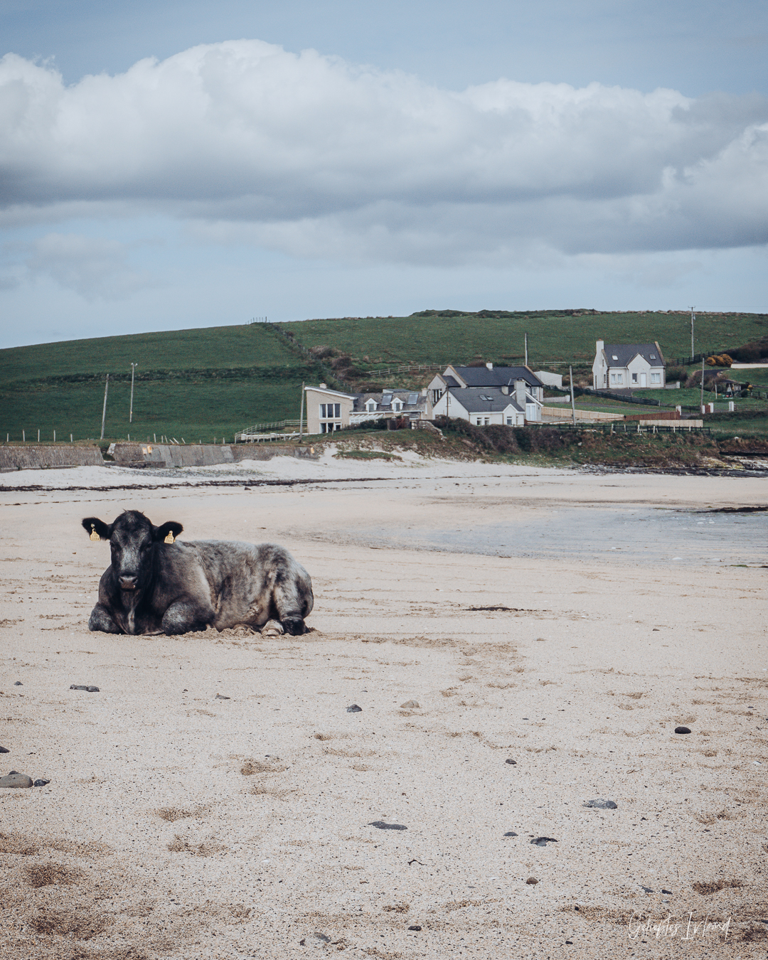 Kuh am St Johns Point Beach in Donegal von geliebtes Irland