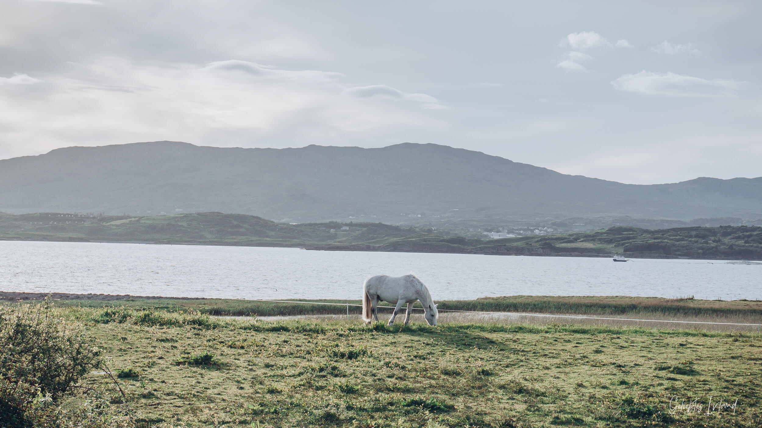 Pferd am St Johns Point von geliebtes Irland